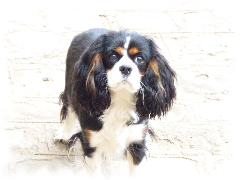 Les Cavalier King Charles Spaniel de l'affixe des Prairies de la Guyonne