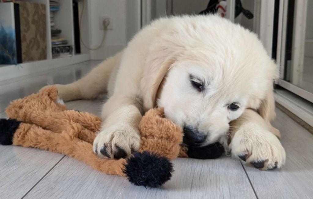 des Prairies de la Guyonne - Chiot disponible  - Golden Retriever