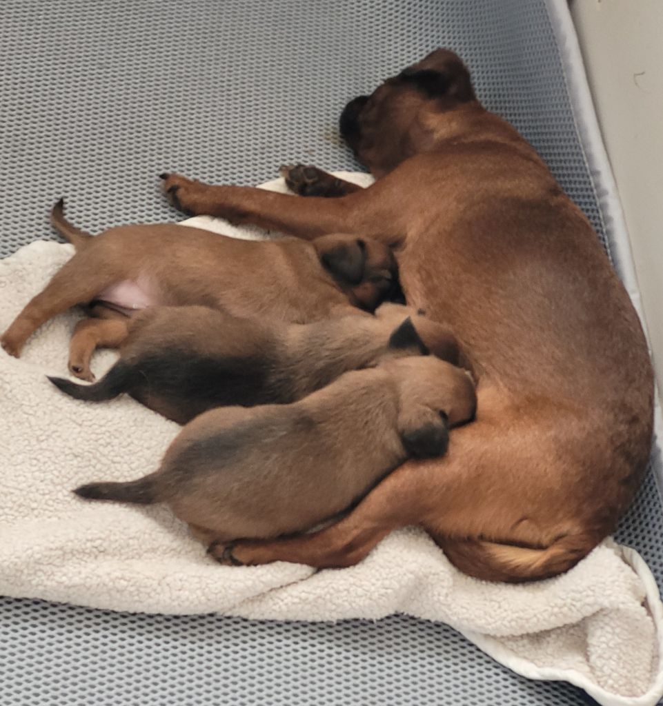 chiot Petit Brabançon des Prairies de la Guyonne