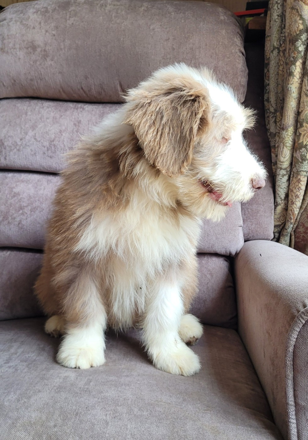 des Prairies de la Guyonne - Chiots disponibles - Bearded Collie