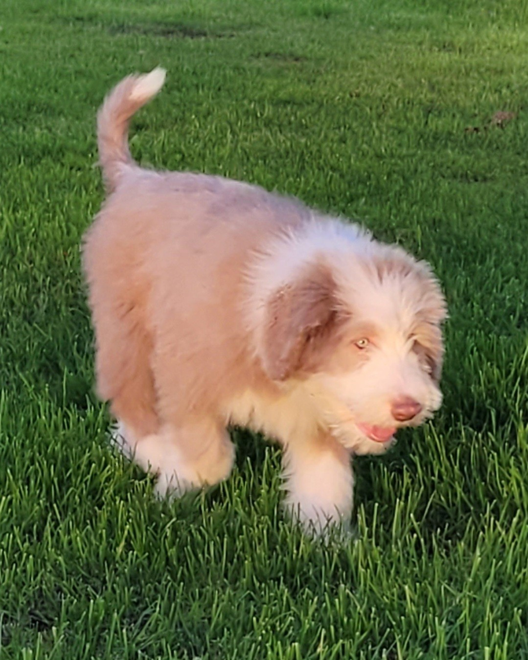 des Prairies de la Guyonne - Chiots disponibles - Bearded Collie