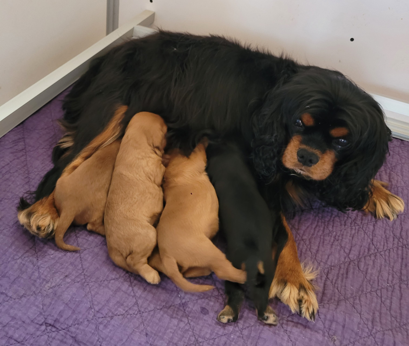 des Prairies de la Guyonne - Chiots disponibles - Cavalier King Charles Spaniel