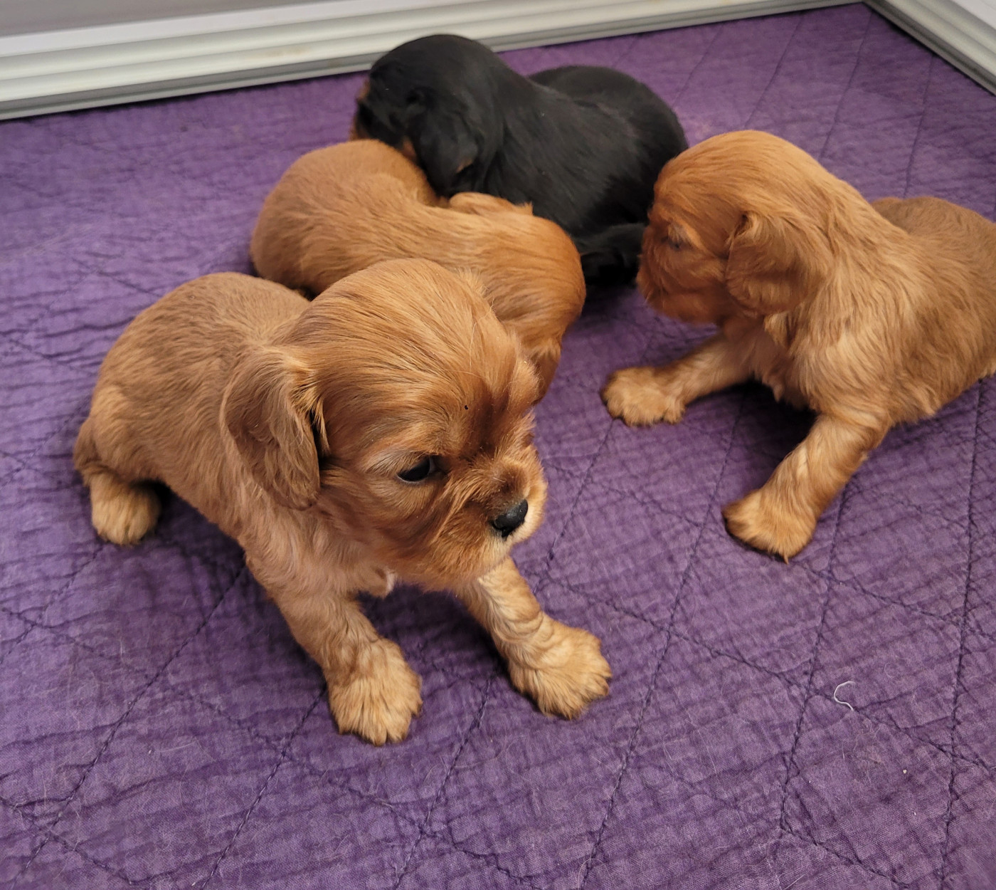 des Prairies de la Guyonne - Chiots disponibles - Cavalier King Charles Spaniel