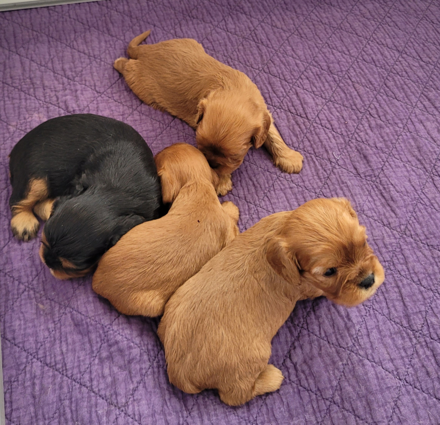 des Prairies de la Guyonne - Chiots disponibles - Cavalier King Charles Spaniel