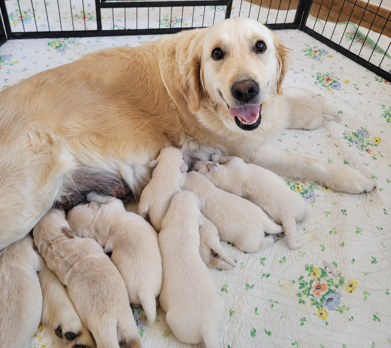 des Prairies de la Guyonne - Chiots disponibles - Golden Retriever