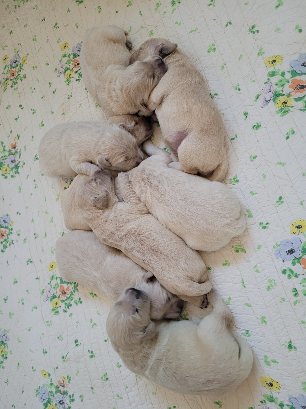 des Prairies de la Guyonne - Chiots disponibles - Golden Retriever