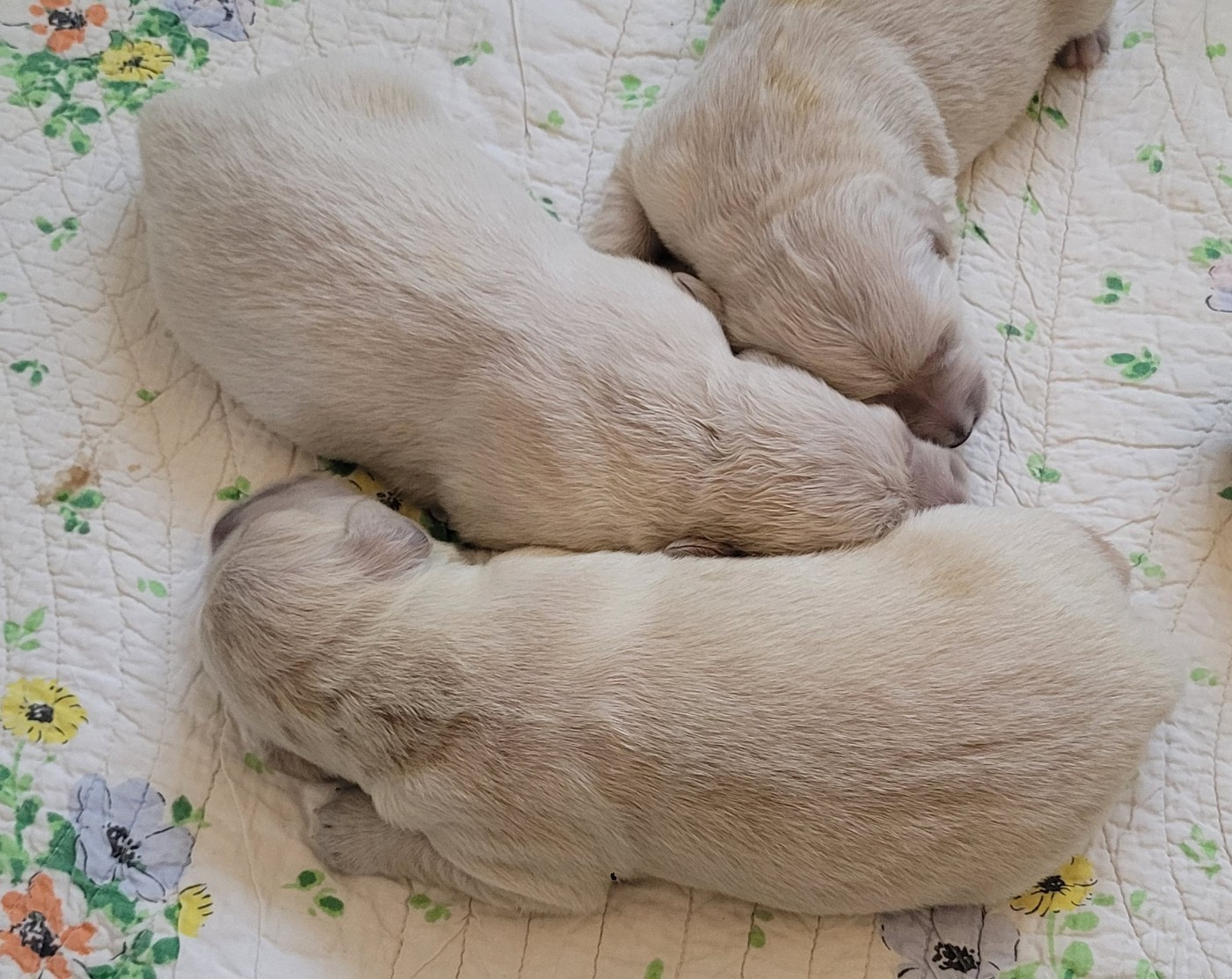 des Prairies de la Guyonne - Chiots disponibles - Golden Retriever