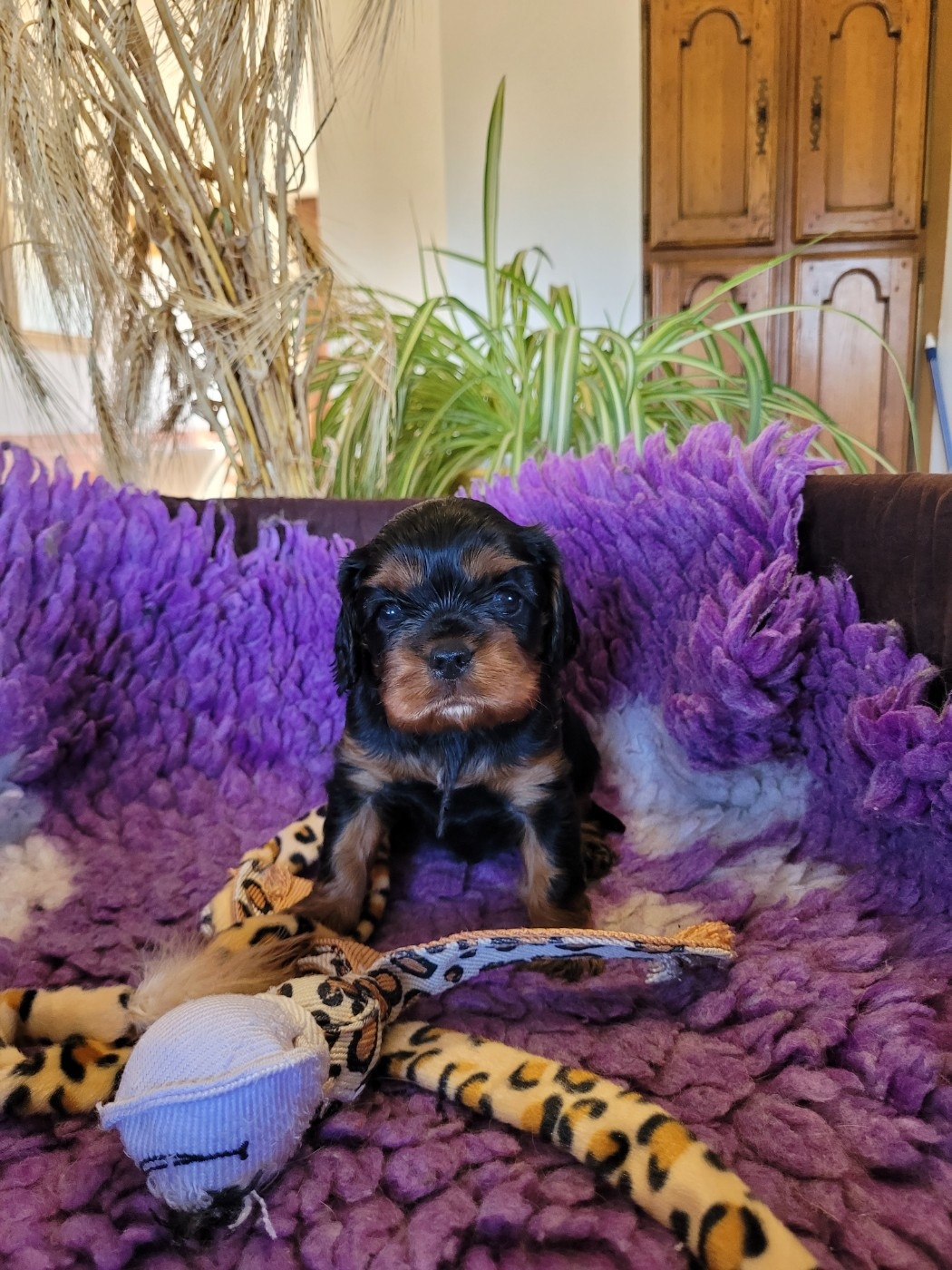 des Prairies de la Guyonne - Chiots disponibles - Cavalier King Charles Spaniel