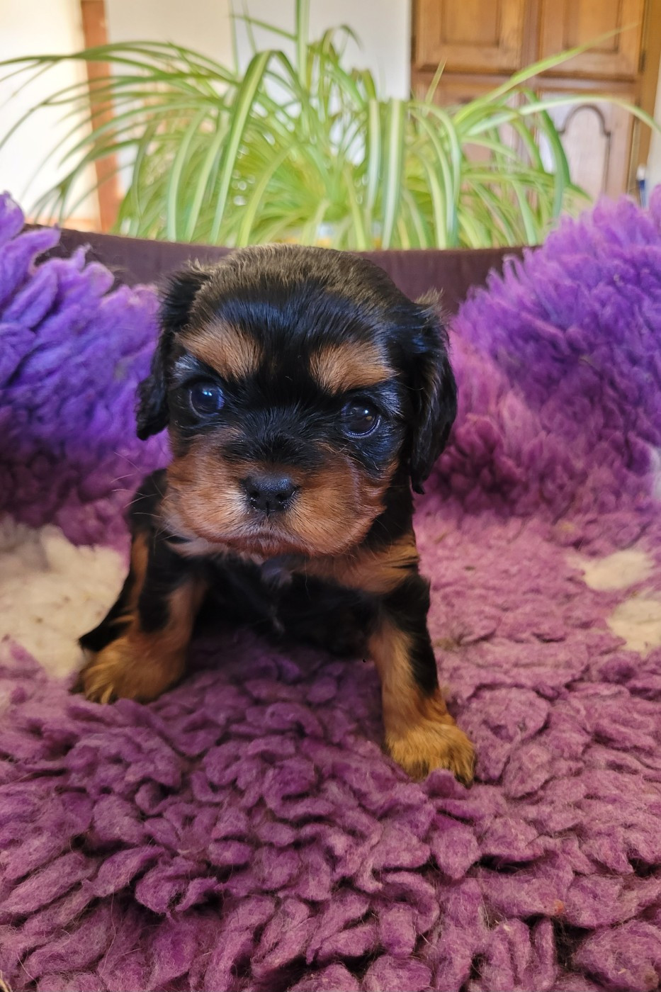 des Prairies de la Guyonne - Chiots disponibles - Cavalier King Charles Spaniel
