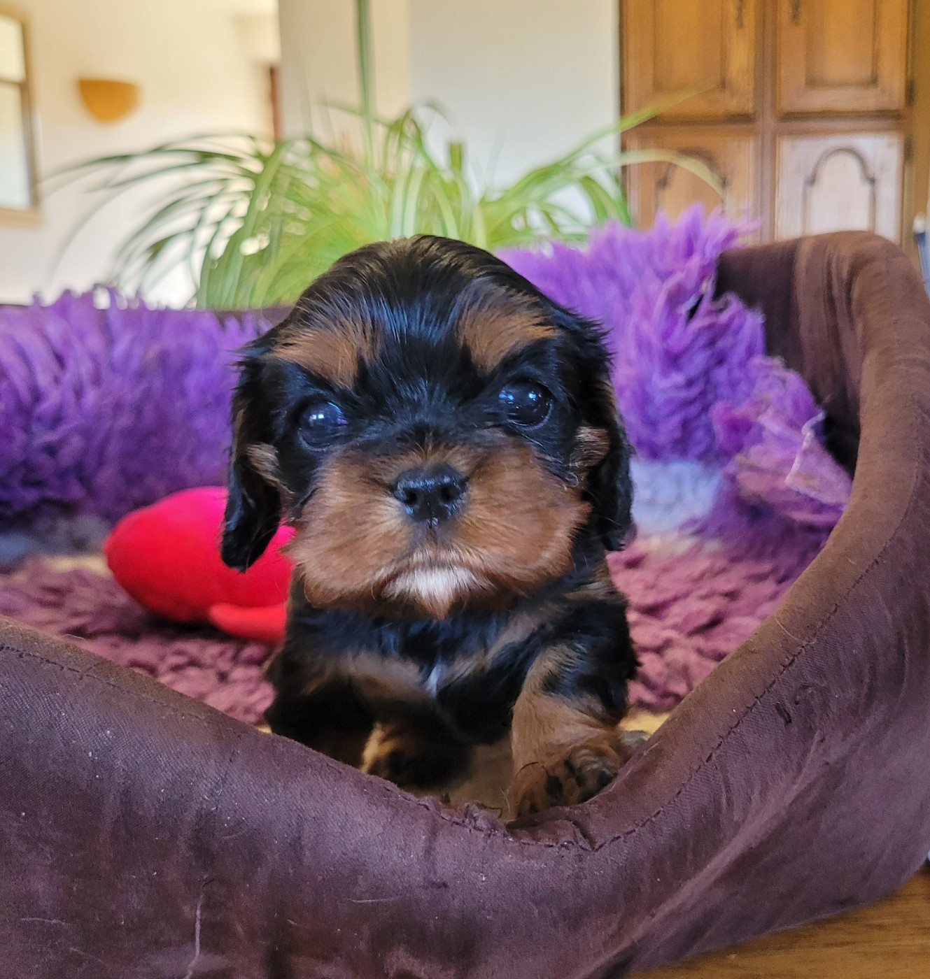 des Prairies de la Guyonne - Chiots disponibles - Cavalier King Charles Spaniel