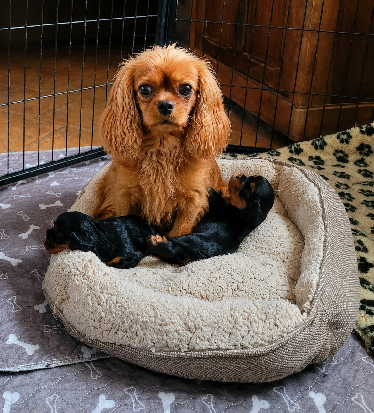 Chiot Cavalier King Charles Spaniel des Prairies de la Guyonne
