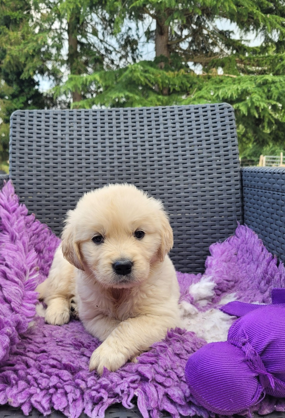 des Prairies de la Guyonne - Chiots disponibles - Golden Retriever