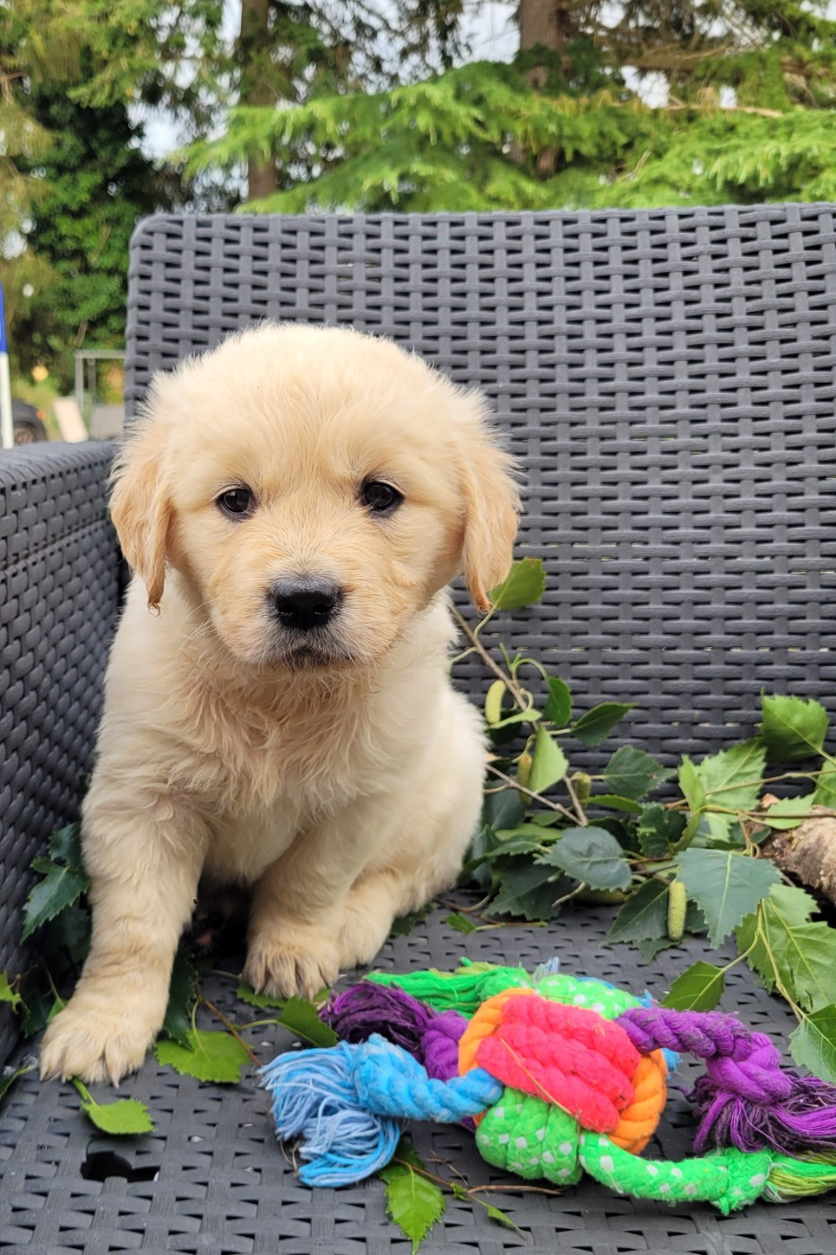 des Prairies de la Guyonne - Chiots disponibles - Golden Retriever