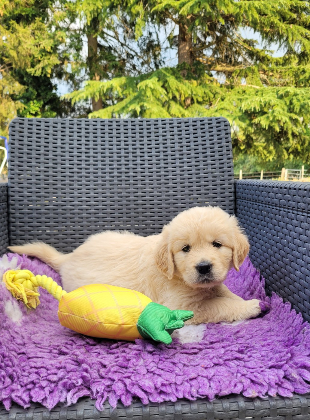 des Prairies de la Guyonne - Chiots disponibles - Golden Retriever