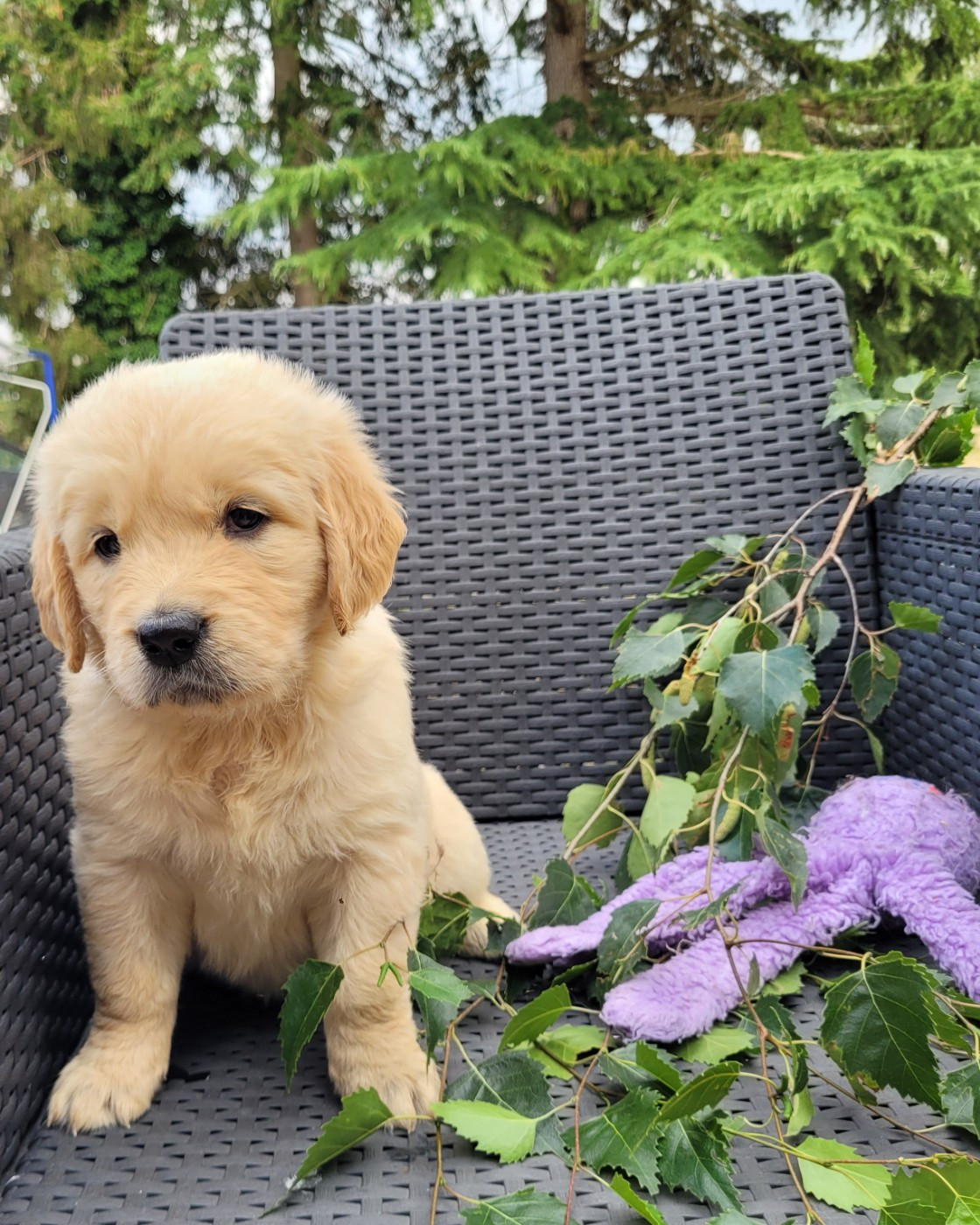 des Prairies de la Guyonne - Chiots disponibles - Golden Retriever