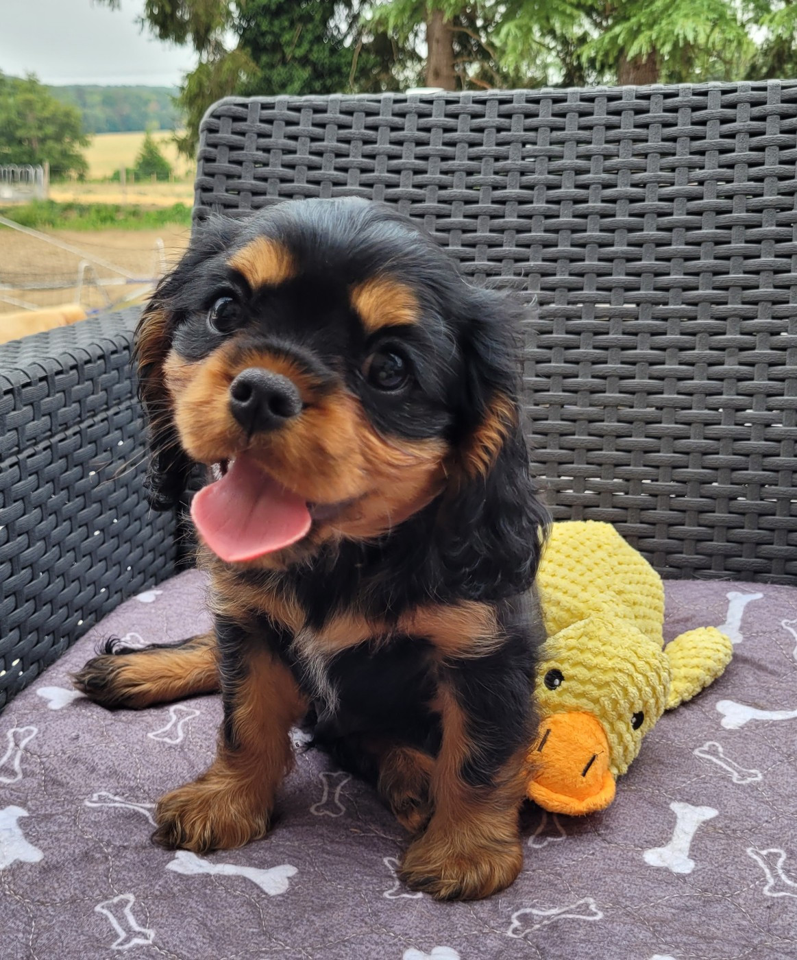 des Prairies de la Guyonne - Chiots disponibles - Cavalier King Charles Spaniel
