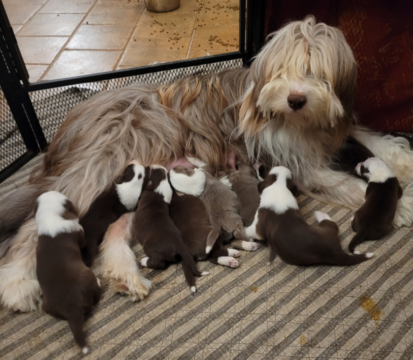 des Prairies de la Guyonne - Chiots disponibles - Bearded Collie