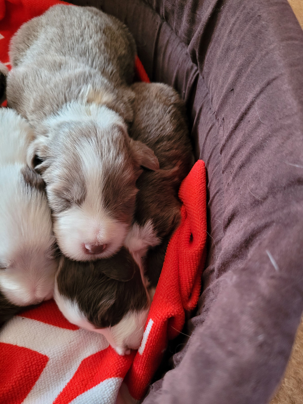 des Prairies de la Guyonne - Chiots disponibles - Bearded Collie