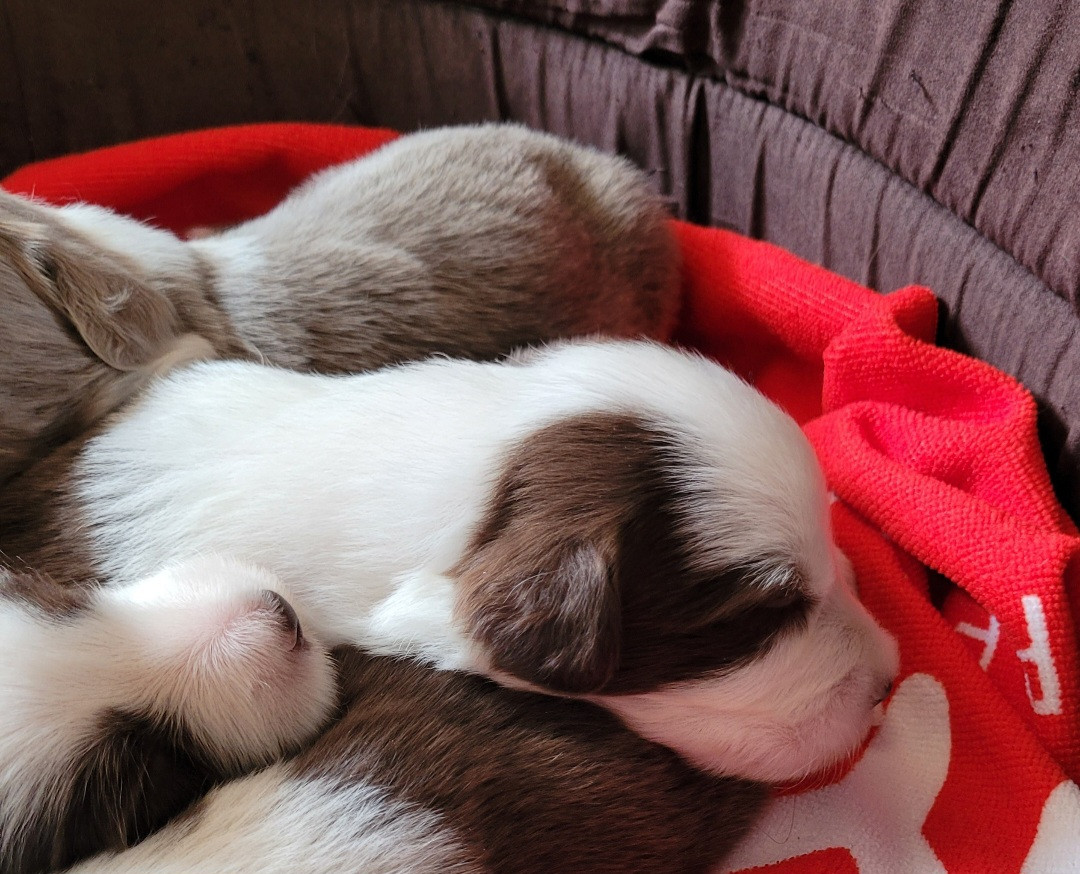 des Prairies de la Guyonne - Chiots disponibles - Bearded Collie