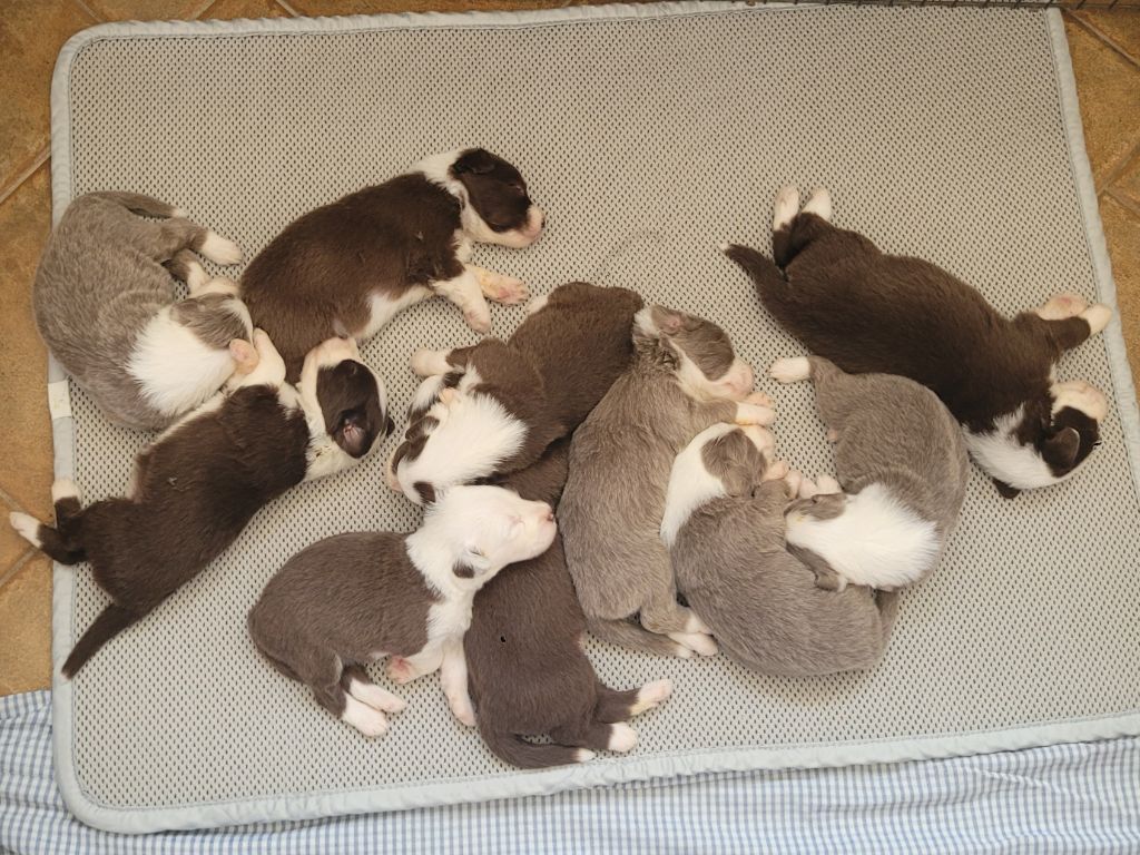 des Prairies de la Guyonne - Chiots disponibles - Bearded Collie
