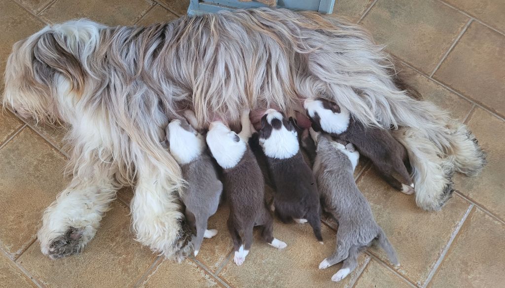 des Prairies de la Guyonne - Chiots disponibles - Bearded Collie
