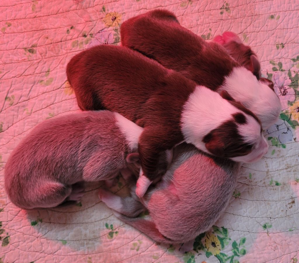 des Prairies de la Guyonne - Chiots disponibles - Bearded Collie