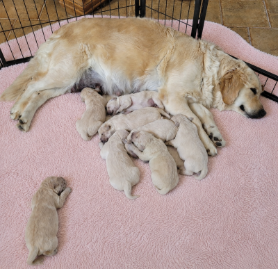 Chiot N°2