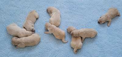 Chiot N°3