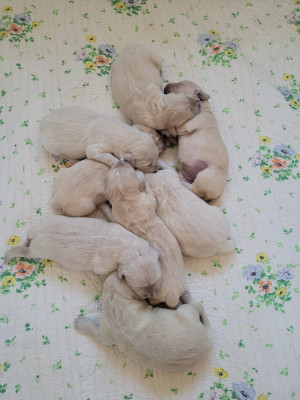 Chiot N°4