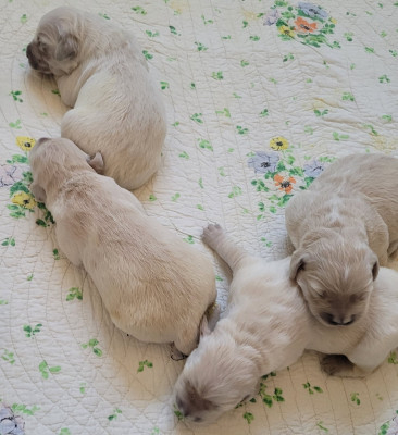 Chiot N°6