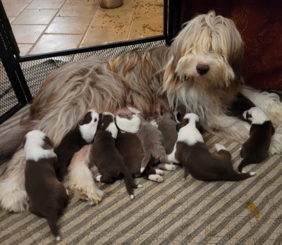 Chiot N°1
