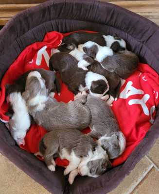 Chiot N°2