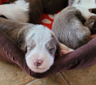 Chiot N°7