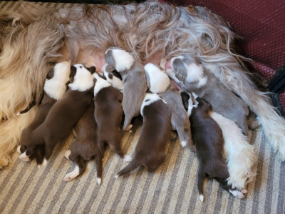Chiot N°8