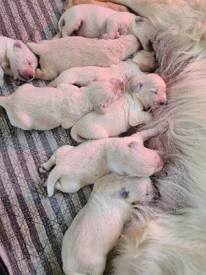 CHIOT 5