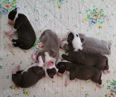 CHIOT 3