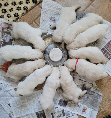 CHIOT 9