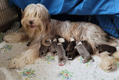 CHIOT 4