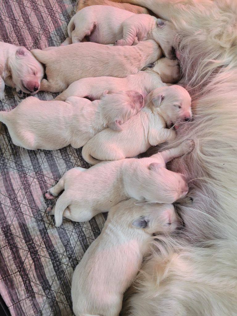 des Prairies de la Guyonne - Chiots disponibles - Golden Retriever