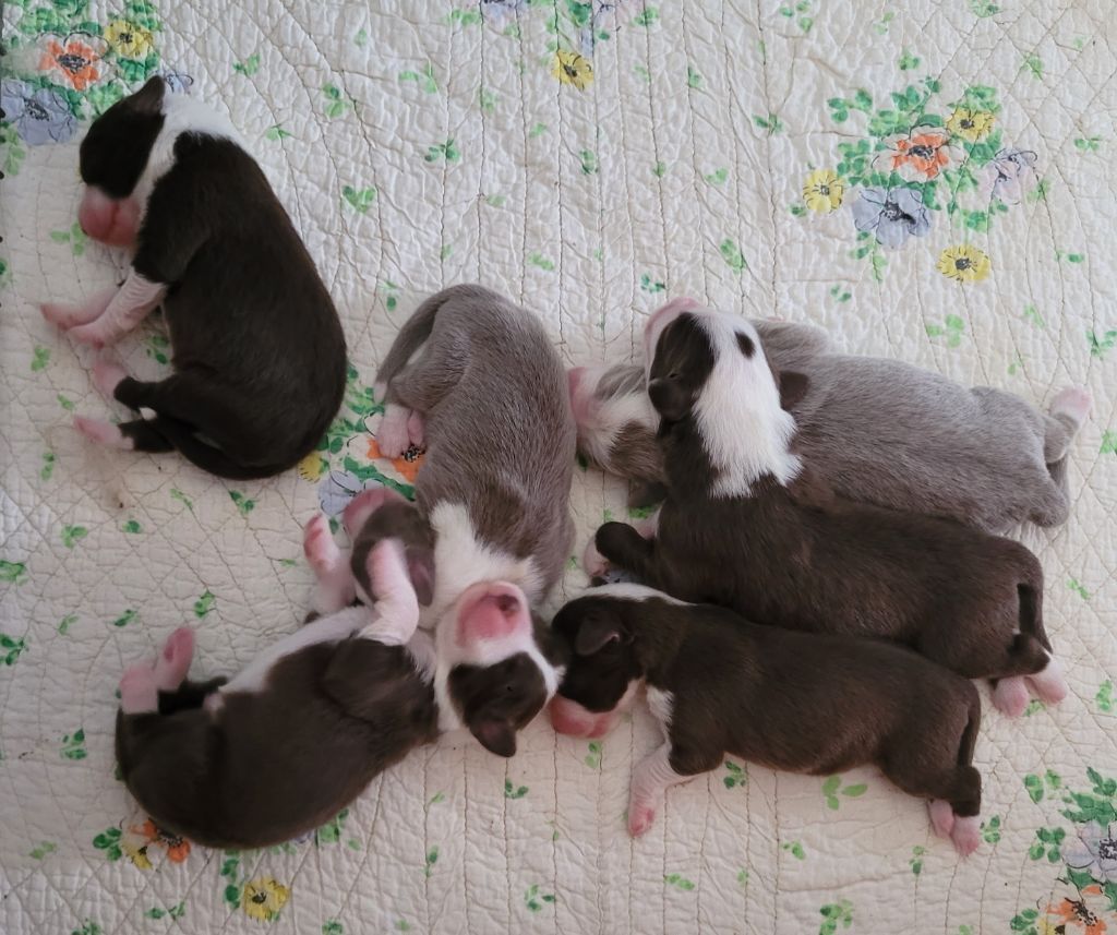des Prairies de la Guyonne - Chiots disponibles - Bearded Collie