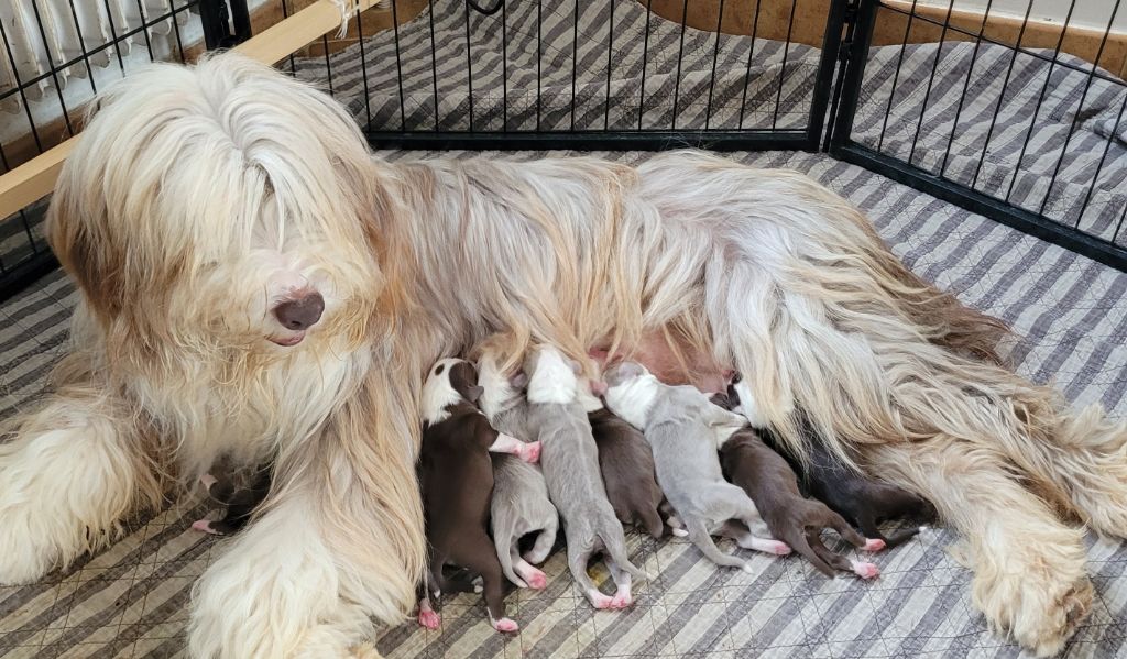des Prairies de la Guyonne - Chiots disponibles - Bearded Collie