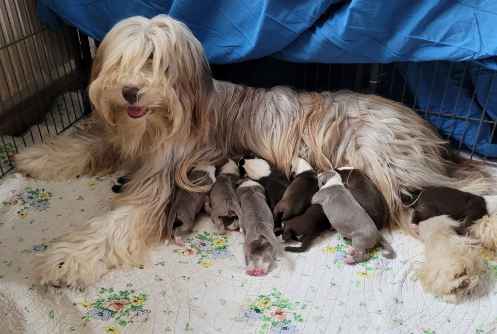 des Prairies de la Guyonne - Chiots disponibles - Bearded Collie